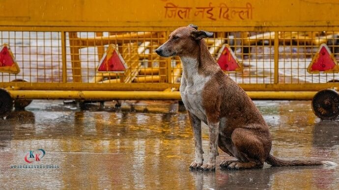 दिल्ली-NCR में आवारा कुत्तों पर सुप्रीम कोर्ट का फैसला: शेल्टर में शिफ्टिंग पर रोक की मांग